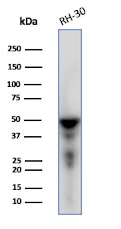 Western blot analysis of RH-30 cell lysate using Desmin Antibody (DES/1711) - Azide and BSA Free.