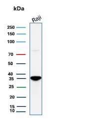 Western Blot Analysis of Raji cell lysate using CD20 Antibody (rIGEL/773) - Azide and BSA Free.