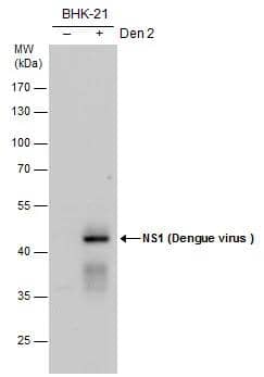Western Blot Dengue Virus NS1 protein Antibody - BSA Free