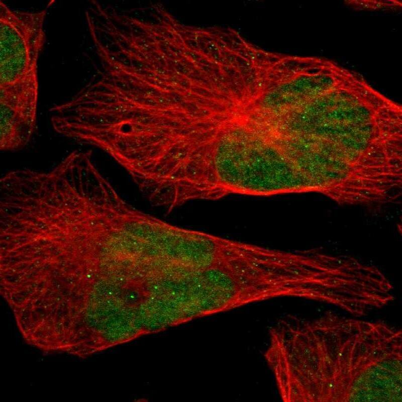 Staining of human cell line U-2 OS shows localization to nucleus.