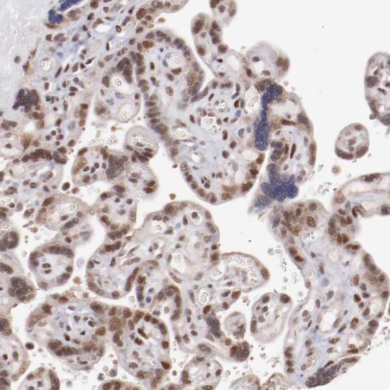Staining of human placenta shows strong nuclear positivity in trophoblastic cells.
