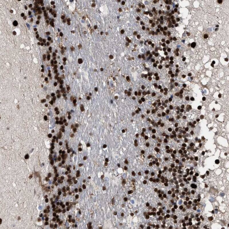 Staining of human cerebellum shows strong nuclear positivity.