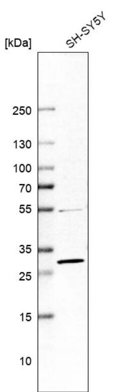 Analysis in human cell line SH-SY5Y.