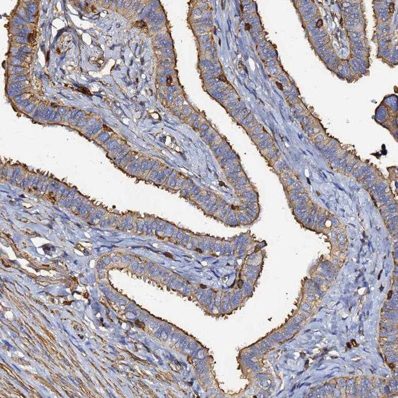 Staining of human fallopian tube shows moderate positivity in glandular cells.