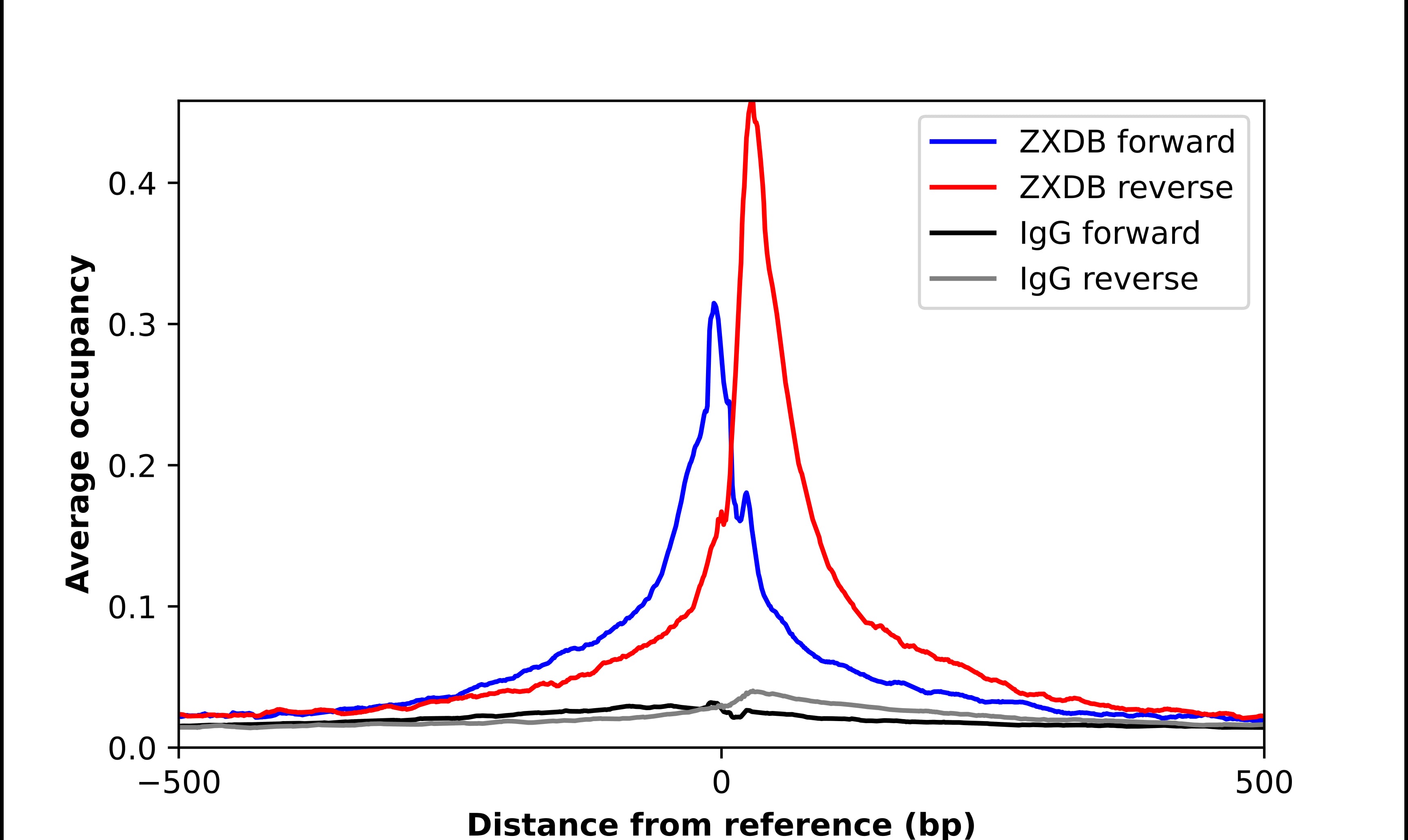 Chromatin Immunoprecipitation ZXDB Antibody - BSA Free