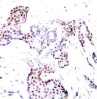 Immunohistochemistry Elk-1 [p Ser389] Antibody - BSA Free