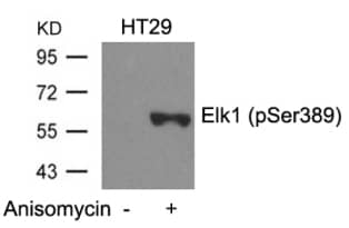 Western Blot Elk-1 [p Ser389] Antibody - BSA Free