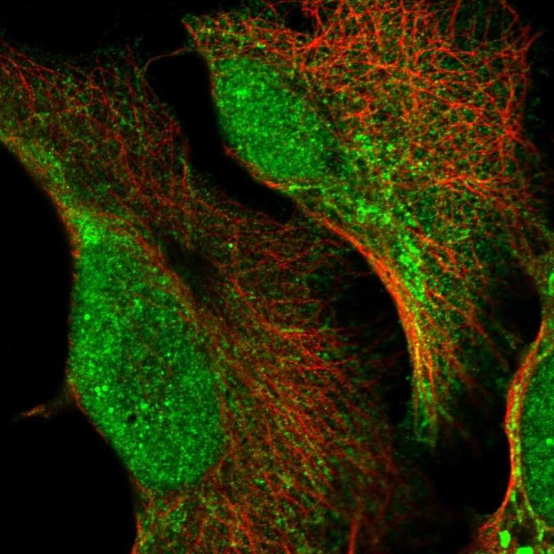 Immunocytochemistry/ Immunofluorescence HSCB Antibody - BSA Free