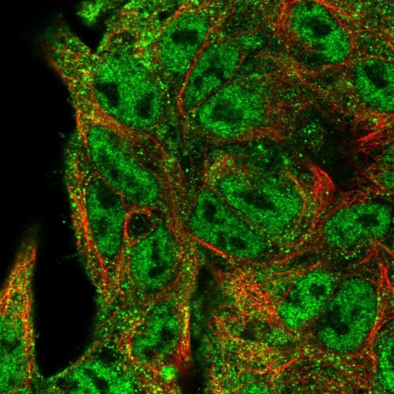 Staining of human cell line Hep G2 shows localization to nucleoplasm & cytosol.