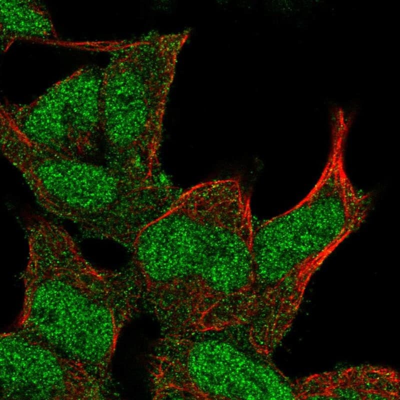 Staining of human cell line HEK 293 shows localization to nucleoplasm & cytosol.