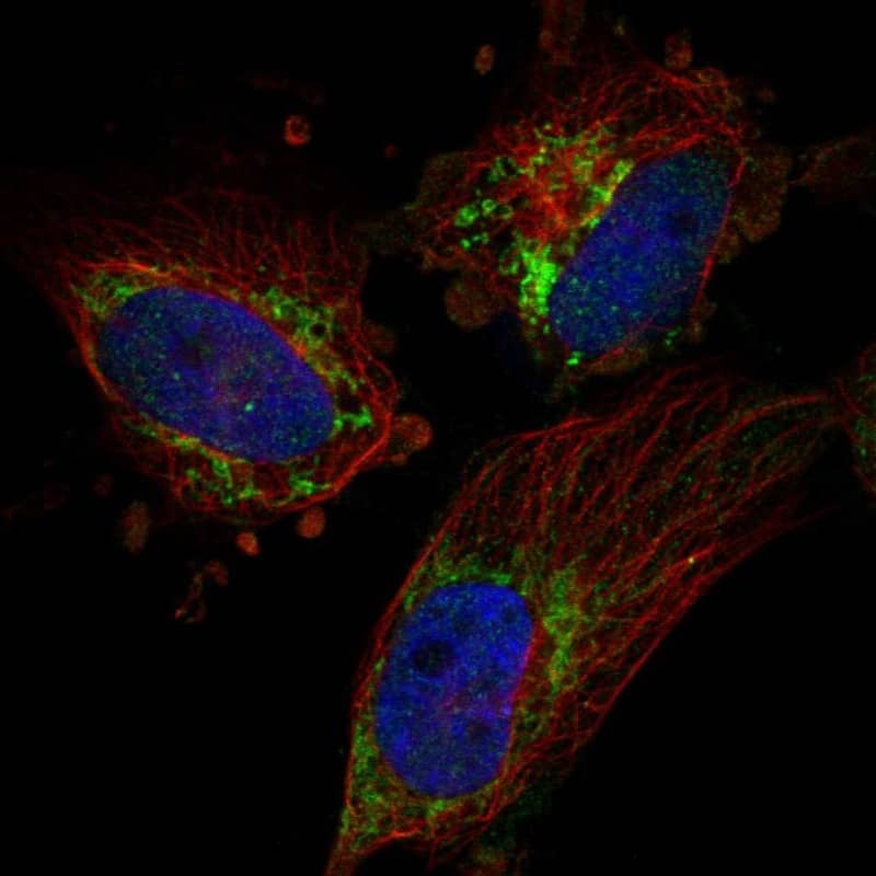 Immunocytochemistry/ Immunofluorescence TFB2M Antibody - BSA Free