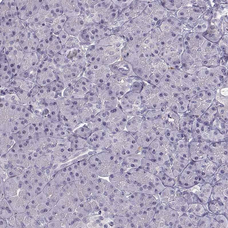 Staining of human pancreas shows no positivity in exocrine glandular cells.