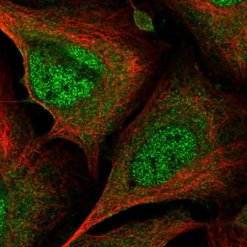 Staining of human cell line U-2 OS shows localization to nucleoplasm & cytosol.