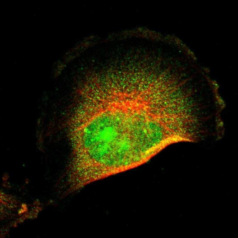 Immunocytochemistry/ Immunofluorescence FRMD8 Antibody - BSA Free