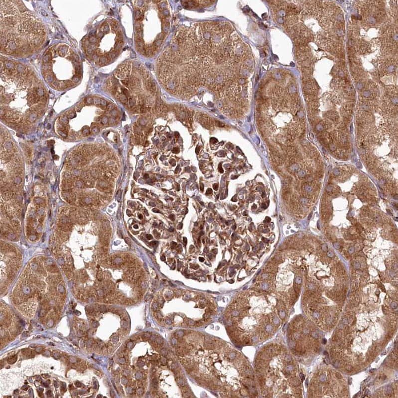Immunohistochemistry-Paraffin COPG Antibody - BSA Free