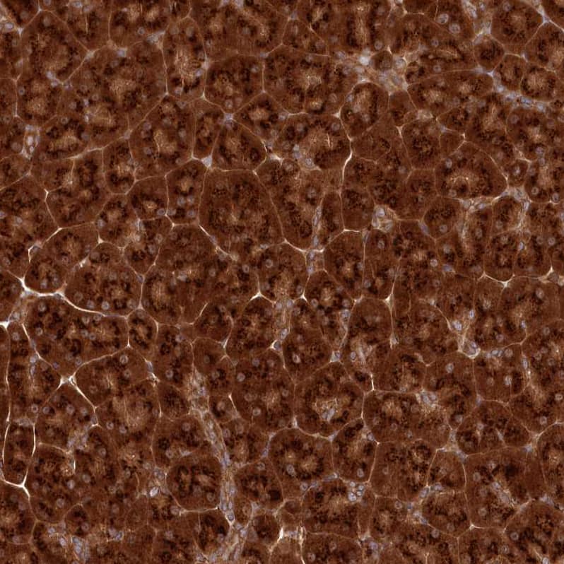 Staining of human pancreas shows strong cytoplasmic positivity in exocrine glandular cells.