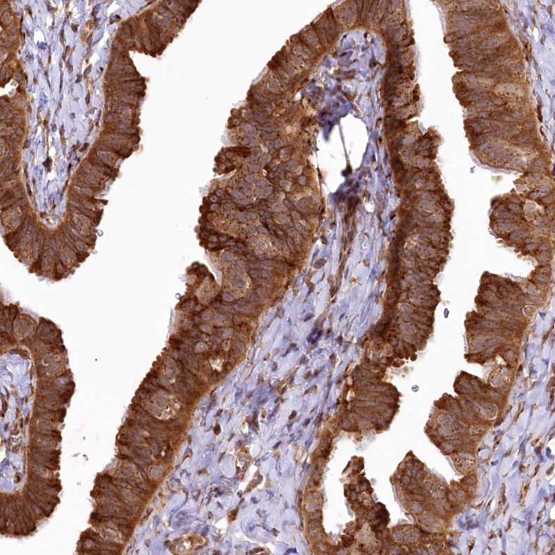 Staining of human fallopian tube shows strong cytoplasmic positivity in glandular cells.