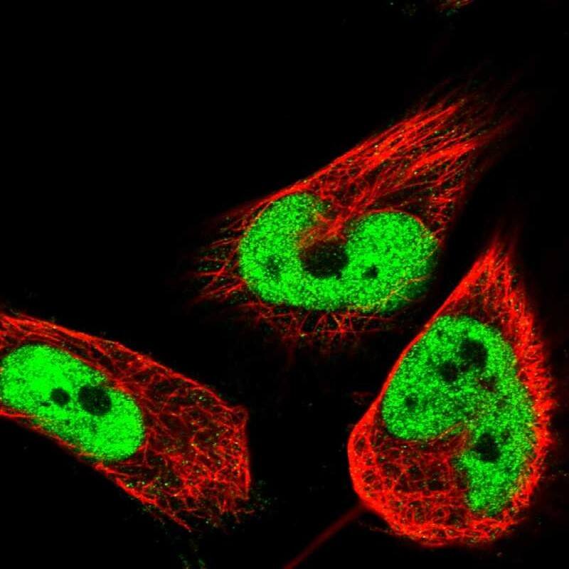Staining of human cell line U-251 MG shows localization to nucleoplasm.