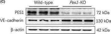 Pes1 knockout in mice decreased vascular permeability. (A, B) The Evans blue injection and haematoxylin and eosin staining of abdominal aorta were conducted in different groups, original magnification, ×10 (haematoxylin and eosin staining). Scale bar, 50 μm (haematoxylin and eosin staining). (C–F) The protein levels of vascular PES1, VEGF, VE‐cadherin, Ang‐1 and Occludin were measured by Immunoblotting. Data were represented as mean +/- SEM, each assay was performed independently three times. **p < 0.01, ***p < 0.001 compared with control (Student's t‐test). Image collected and cropped by CiteAb from the following open publication (//pubmed.ncbi.nlm.nih.gov/37060584), licensed under a CC-BY license. Not internally tested by Novus Biologicals.