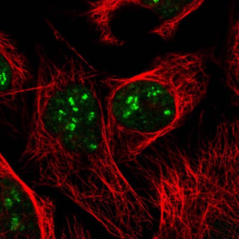 Staining of human cell line U-2 OS shows localization to nucleus & nucleoli fibrillar center.