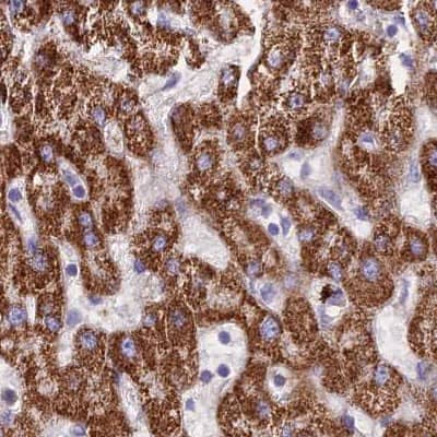 Immunohistochemistry-Paraffin GLYAT Antibody - BSA Free