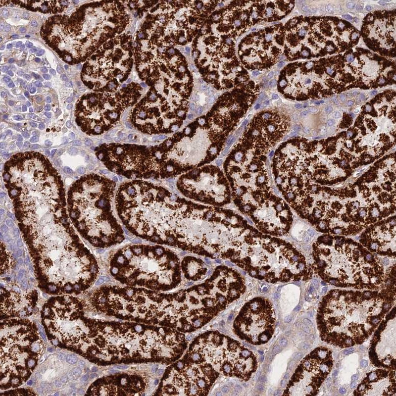 Immunohistochemistry-Paraffin GLYAT Antibody - BSA Free