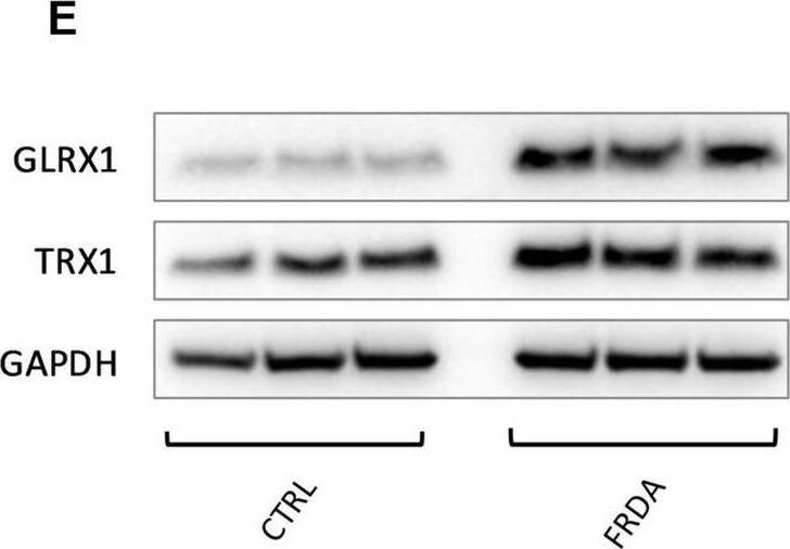 Western Blot Glutaredoxin 1/GLRX1 Antibody - BSA Free
