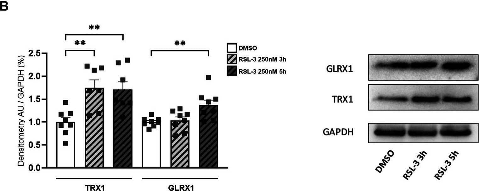 Western Blot Glutaredoxin 1/GLRX1 Antibody - BSA Free