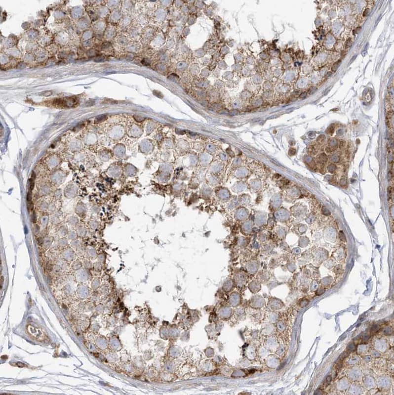 Immunohistochemistry-Paraffin cGAS Antibody - BSA Free