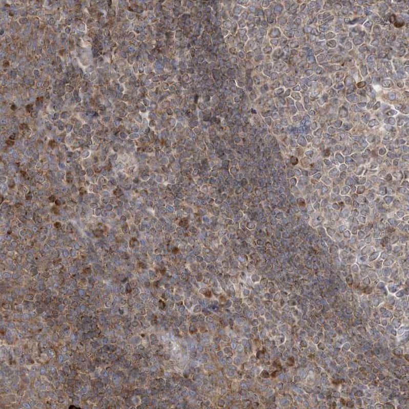 Immunohistochemistry-Paraffin cGAS Antibody - BSA Free