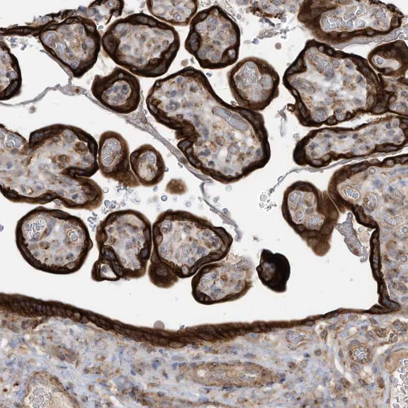 Immunohistochemistry-Paraffin cGAS Antibody - BSA Free