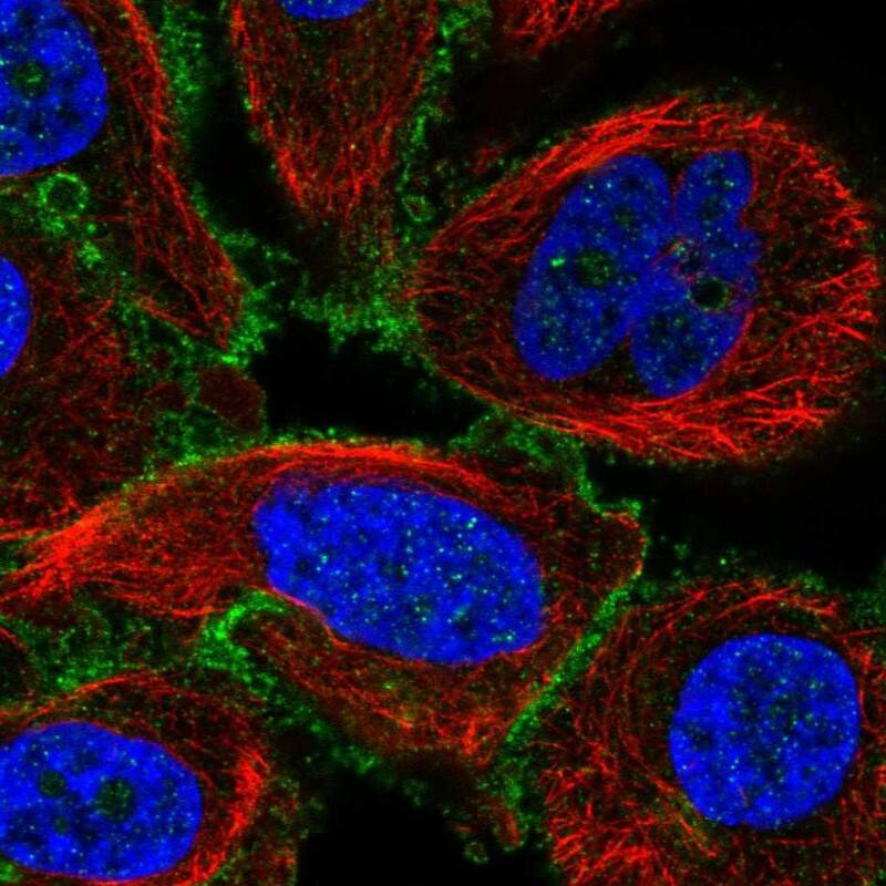Staining of human cell line PC-3 shows localization to plasma membrane.