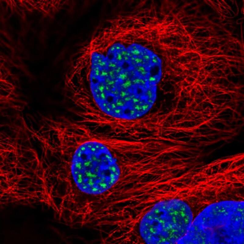 Immunocytochemistry/ Immunofluorescence SON Antibody - BSA Free