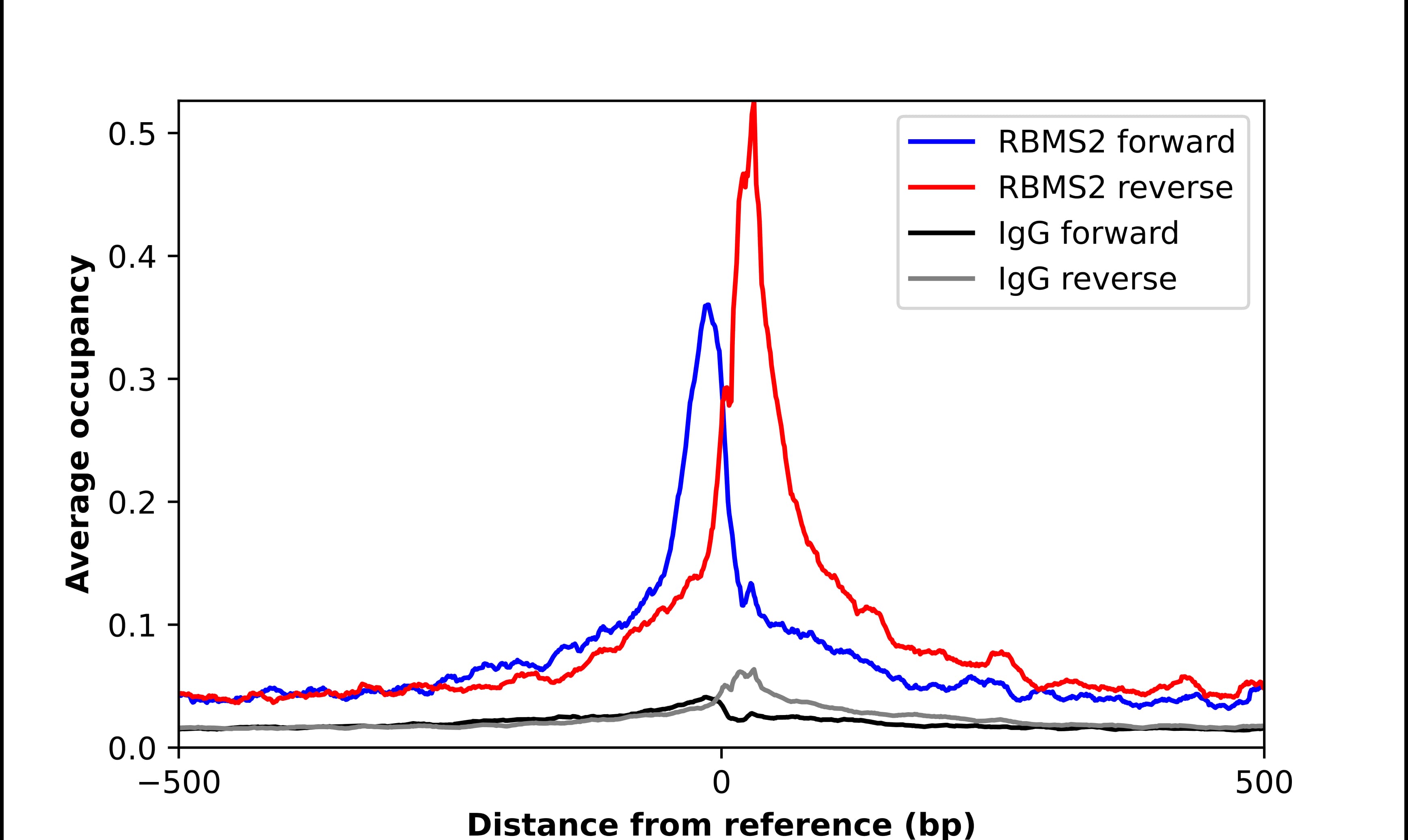 Chromatin Immunoprecipitation RBMS2 Antibody - BSA Free