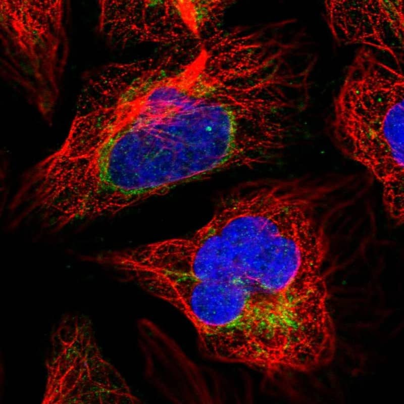 Staining of human cell line U-2 OS shows localization to mitochondria.