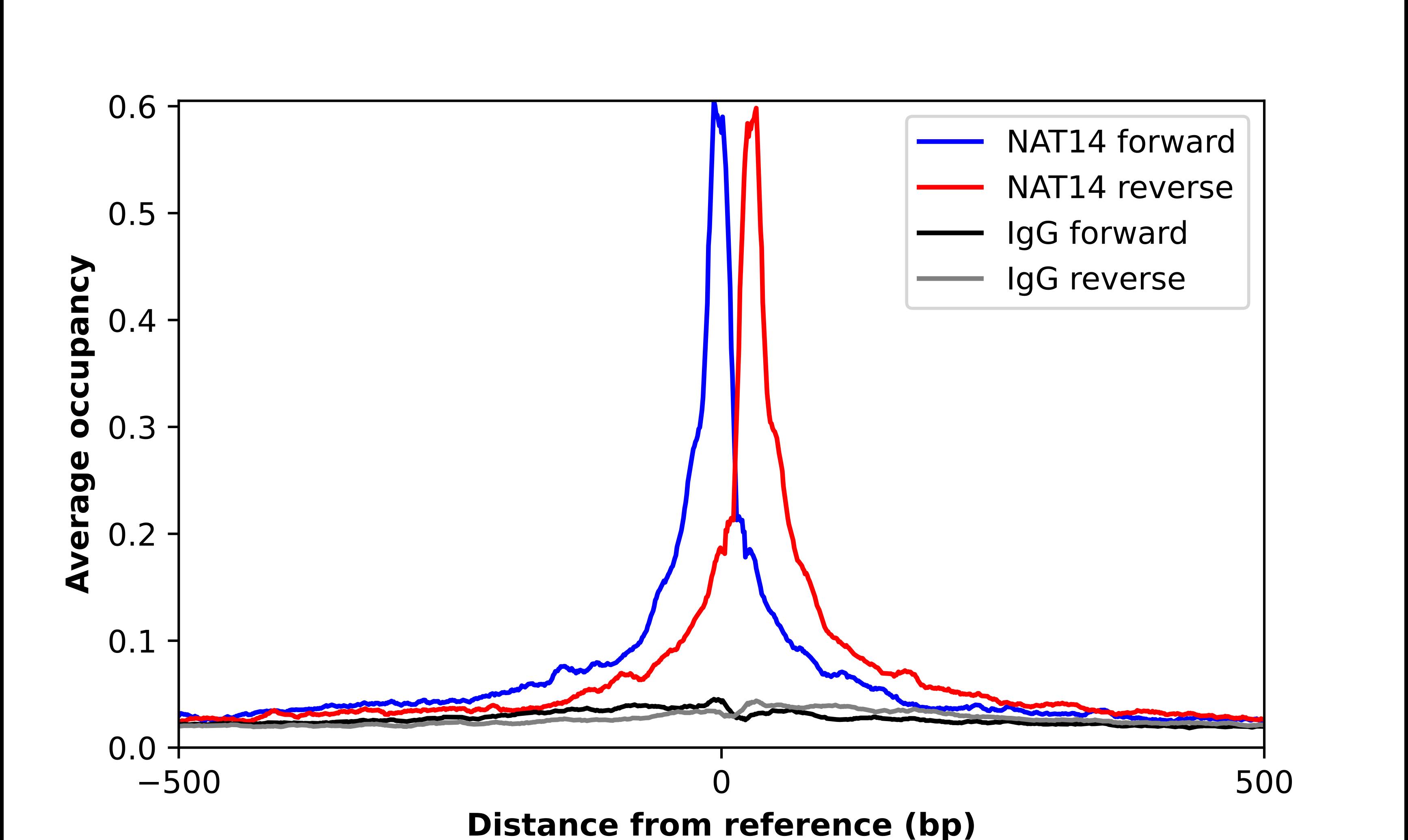Chromatin Immunoprecipitation NAT14 Antibody - BSA Free