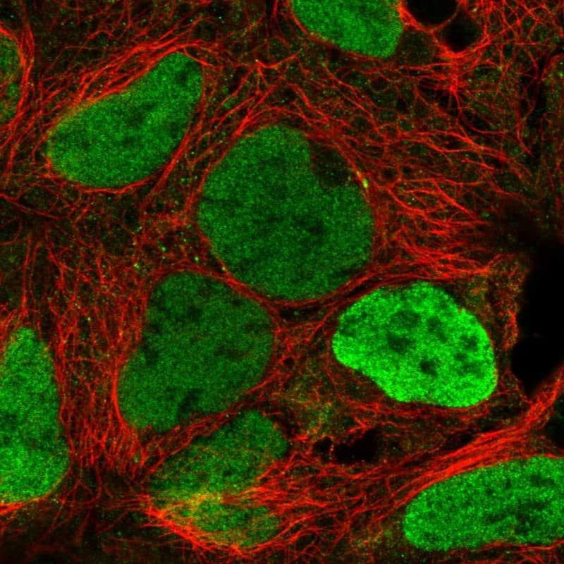 Staining of human cell line HEK 293 shows localization to nucleoplasm.