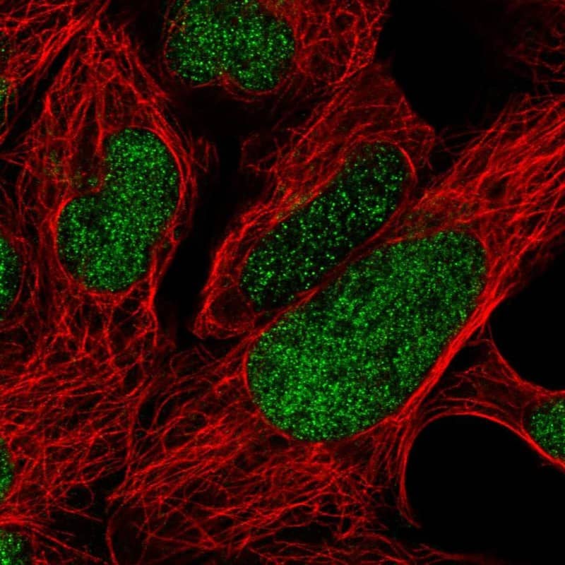 Staining of human cell line HEK 293 shows localization to nucleoplasm.