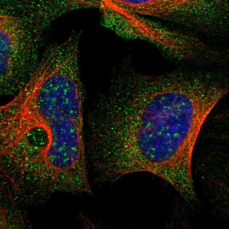 Staining of human cell line U-2 OS shows localization to nuclear speckles & cytosol.