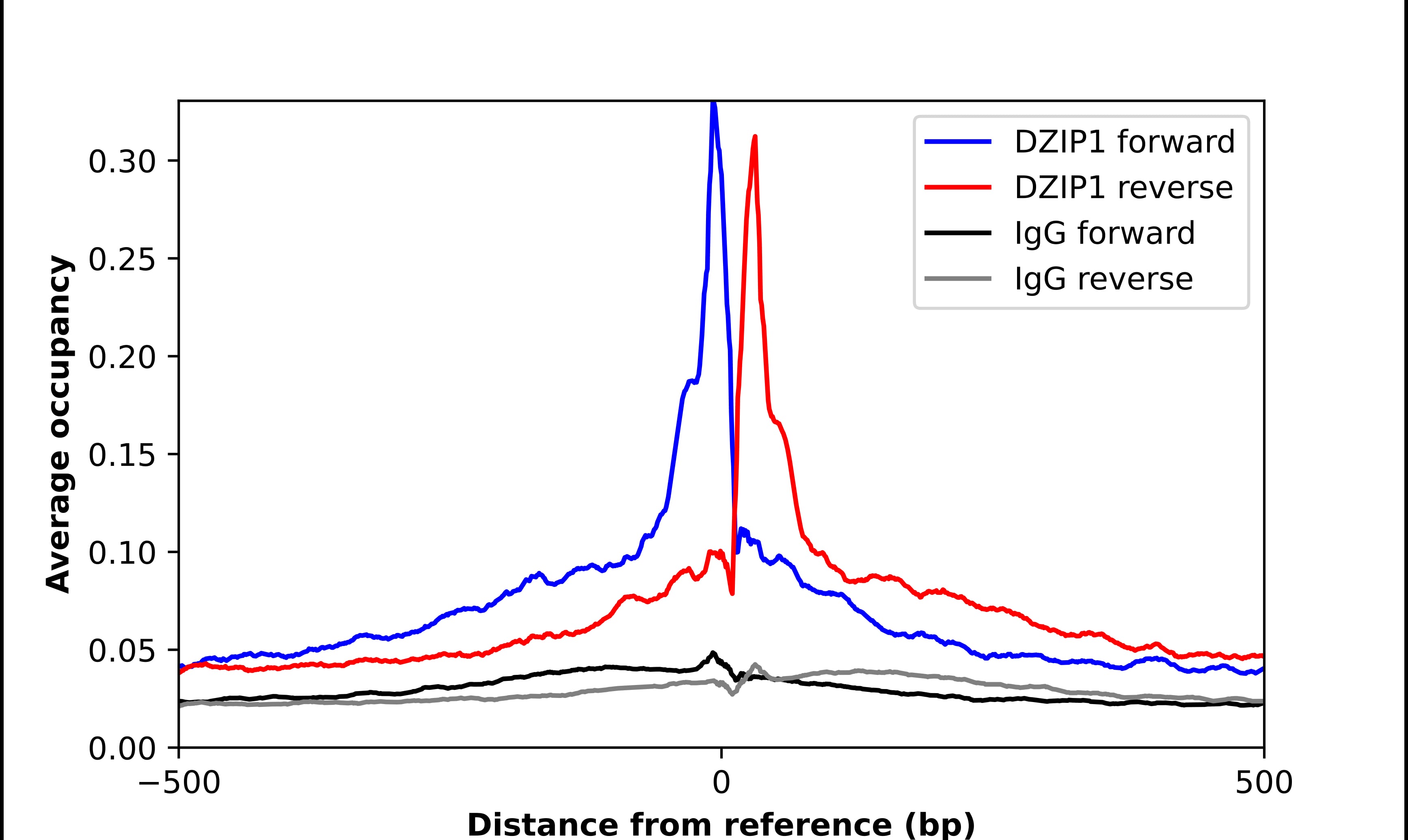 Chromatin Immunoprecipitation DZIP1 Antibody - BSA Free