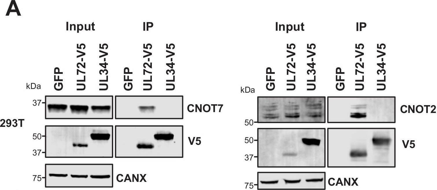 Validation of interactome data by co-IP.(A) Co-IPs validating that UL72 interacts with CCR4-NOT Transcription Complex Subunits 7 and 2 (CNOT7 and CNOT2), conducted in HEK293T cells. For all experiments in this figure, left panels show an IB of 1–2% of input sample, and right panels shown an anti-V5 co-IP. Cells were transiently transfected with two plasmids, one expressing the C-terminally V5-tagged viral protein and the other expressing the C-terminally HA-tagged cellular prey. Bait proteins were detected with anti-V5, and prey with antibodies against CNOT7 or CNOT2 protein. Controls included GFP or the viral UL34 protein. CANX – calnexin loading control. This figure is representative of n = 1 experiment (CNOT2); n = 2 experiments (CNOT7). Expected sizes: CNOT7: 33 kDa; CNOT2: 52 kDa; CANX: 72 kDa; UL72: 44 kDa; UL34: 45 kDa. (B) Co-IPs validating that UL72 interacts with CNOT7 and CNOT2, conducted in HFFF-TERT cells overexpressing C-terminally V5-tagged UL72. Proteins were detected as described in (A). This figure is representative of n = 2 experiments (CNOT2); n = 1 experiment (CNOT7). Expected sizes: CNOT7: 33 kDa; CNOT2: 52 kDa; CANX: 72 kDa; UL72: 44 kDa; UL34: 45 kDa. (C) Co-IP validating the interaction between RL1 and CUL4A, conducted in HEK293T cells as described in (A), but with detection of CUL4A using anti-HA. This figure is representative of n = 4 experiments. Expected sizes: CUL4A: 77 kDa; RL1: 35 kDa; UL34: 45 kDa; CANX: 72 kDa. (D) HCMV UL71 interacted with multiple interferon-stimulated proteins, including TRIM22. (E) Co-IP validating the interaction between UL71 and TRIM22, conducted as described in (C). This figure is representative of n = 3 experiments. Expected sizes: TRIM22: 56 kDa; UL71: 40 kDa; UL34: 45 kDa; CANX: 72 kDa. Image collected and cropped by CiteAb from the following open publication (//pubmed.ncbi.nlm.nih.gov/31873071), licensed under a CC-BY license. Not internally tested by Novus Biologicals.