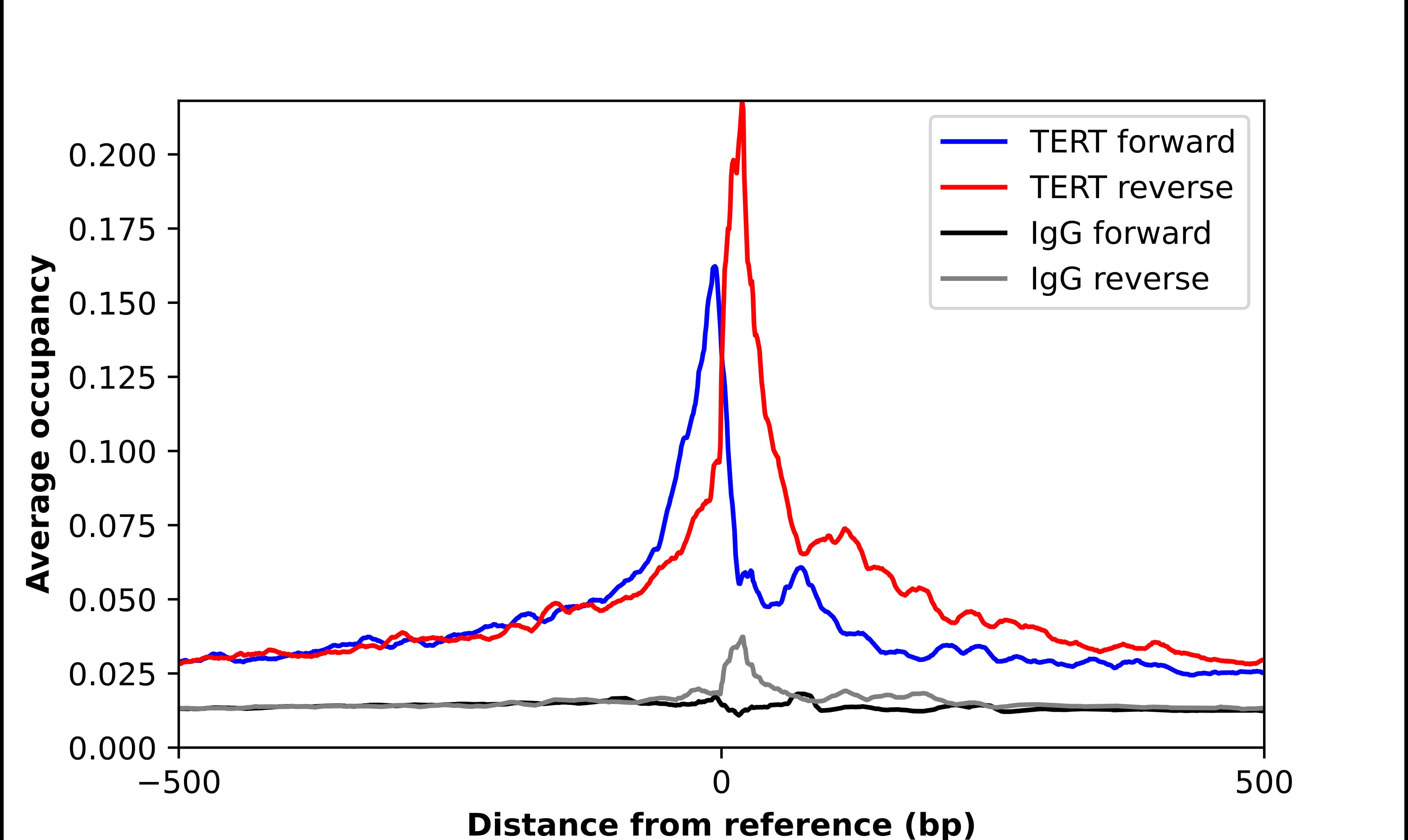 Chromatin Immunoprecipitation TERT Antibody - BSA Free