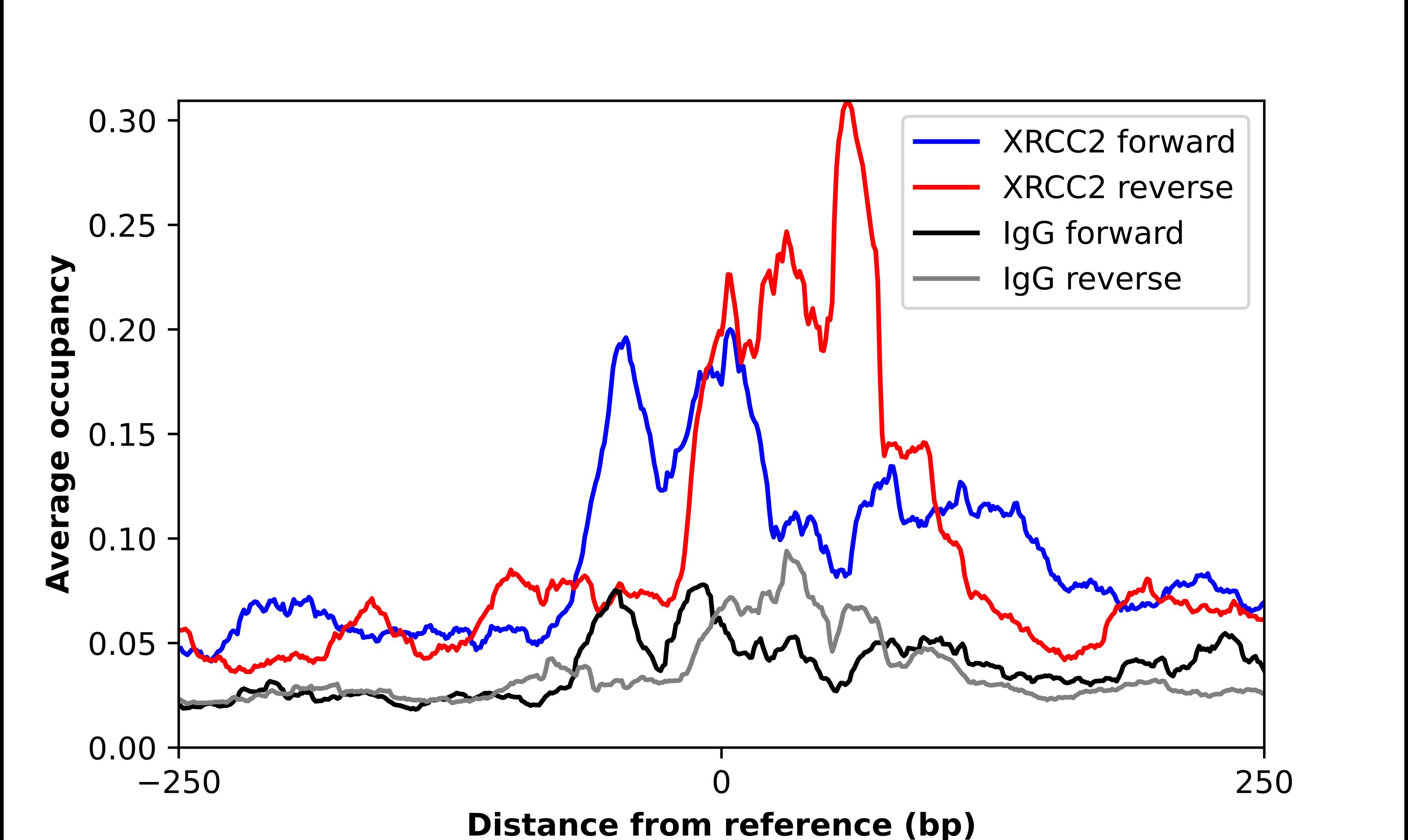 ChIP-Exo-Seq composite graph for Anti-XRCC2 tested in K562 cells. Strand-specific reads (blue: forward, red: reverse) and IgG controls (black: forward, grey: reverse) are plotted against the distance from a composite set of reference binding sites. The antibody exhibits robust target enrichment compared to a non-specific IgG control and precisely reveals its structural organization around the binding site. Data generated by Prof. B. F. Pugh's Lab at Cornell University.