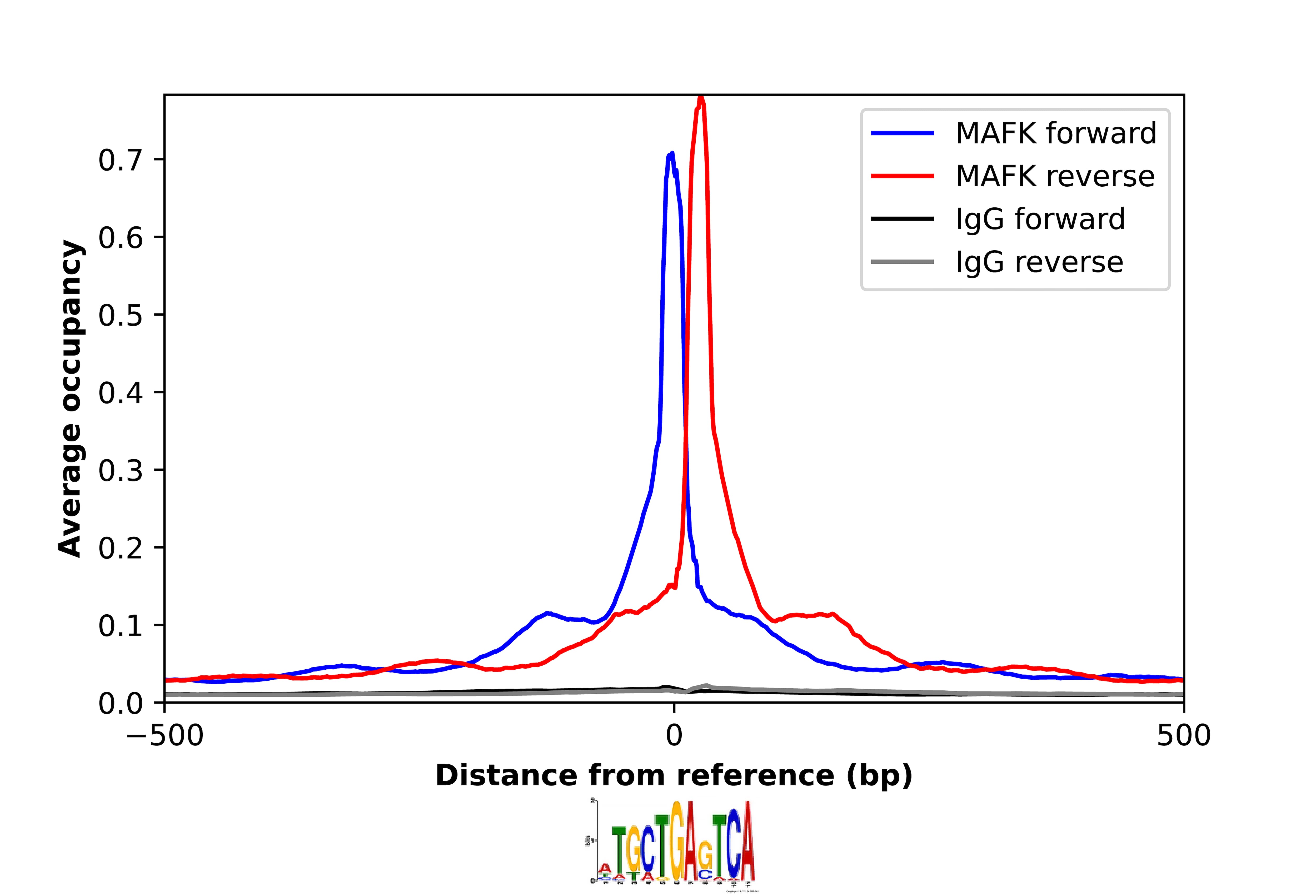 Chromatin Immunoprecipitation MafK Antibody - BSA Free