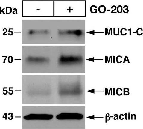 Pharmacologic inhibition of MUC1-C with GO-203 induces MICA/B expression. (A and B) RKO (A) and COLO 201 (B) cells treated with 5 μM GO-203 for 3 days were analyzed for MICA and MICB mRNA levels by qRT-PCR (left). The results (mean+/-SD of four determinations) are expressed as relative mRNA levels compared with that obtained for vehicle-treated cells (assigned a value of 1) (left). Lysates were immunoblotted with antibodies against the indicated proteins (right). (C) RKO cells expressing a tet-MUC1-C(AQA) vector and treated with vehicle or DOX for 7 days were analyzed for MUC1-C(AQA), MICA and MICB mRNA levels by qRT-PCR (left). The results (mean+/-SD of four determinations) are expressed as relative mRNA levels compared with that obtained for vehicle-treated cells (assigned a value of 1). (D and E) RKO (D) and COLO 201 (E) cells treated with 5 μM GO-203 for 3 days were analyzed for cell surface MICA (left) and MICB (right) expression by flow cytometry. (F) RKO cells treated with 5 μM GO-203 and/or 5 μM DEC for 5 days were analyzed for cell surface MICA and MICB expression by flow cytometry. The red profile depicts reactivity with the isotype control antibody. (G) RKO cells grown as tumorspheres (left) and treated with 5 μM GO-203 for 3 days were analyzed for cell surface MICA and MICB expression by flow cytometry (right). MICA, MHC class I chain-related polypeptide A; MICB, MHC class I chain-related polypeptide B. Image collected and cropped by CiteAb from the following open publication (//pubmed.ncbi.nlm.nih.gov/36754452), licensed under a CC-BY license. Not internally tested by Novus Biologicals.