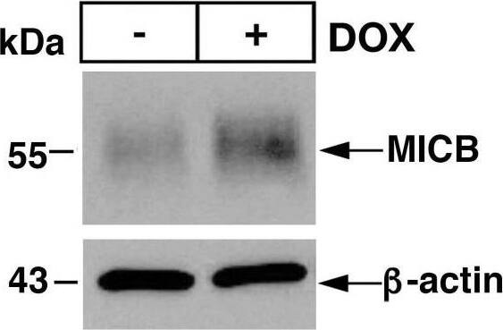 MUC1-C suppresses MICB expression. (A and B) RKO/tet-MUC1shRNA (A) and COLO 201/tet-MUC1shRNA (B) cells treated with vehicle or DOX for 7 days were analyzed for MICB mRNA levels by qRT-PCR (left). The results (mean+/-SD of four determinations) are expressed as relative mRNA levels compared with that obtained for vehicle-treated cells (assigned a value of 1) (left). Lysates were immunoblotted with antibodies against the indicated proteins (right). (C and D) RKO/tet-MUC1shRNA (C) and COLO 201/tet-MUC1shRNA (D) cells treated with vehicle or DOX for 7 days were analyzed for cell surface MICB expression by flow cytometry (left). Geometric MFI values for each histogram are indicated in the table (right). (E.) BT-549/tet-MUC1shRNA cells treated with vehicle or DOX for 7 days were analyzed for MICB mRNA levels by qRT-PCR (left). The results (mean+/-SD of four determinations) are expressed as relative mRNA levels compared with that obtained for vehicle-treated cells (assigned a value of 1) (left). Lysates were immunoblotted with antibodies against the indicated proteins (right). (F–H) BT-549/tet-MUC1shRNA (F), H1975/tet-MUC1shRNA (G) and DU145/tet-MUC1shRNA (H) cells treated with vehicle or DOX for 7 days were analyzed for cell surface MICB expression by flow cytometry. MICB, MHC class I chain-related polypeptide B. Image collected and cropped by CiteAb from the following open publication (//pubmed.ncbi.nlm.nih.gov/36754452), licensed under a CC-BY license. Not internally tested by Novus Biologicals.