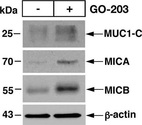 Pharmacologic inhibition of MUC1-C with GO-203 induces MICA/B expression. (A and B) RKO (A) and COLO 201 (B) cells treated with 5 μM GO-203 for 3 days were analyzed for MICA and MICB mRNA levels by qRT-PCR (left). The results (mean+/-SD of four determinations) are expressed as relative mRNA levels compared with that obtained for vehicle-treated cells (assigned a value of 1) (left). Lysates were immunoblotted with antibodies against the indicated proteins (right). (C) RKO cells expressing a tet-MUC1-C(AQA) vector and treated with vehicle or DOX for 7 days were analyzed for MUC1-C(AQA), MICA and MICB mRNA levels by qRT-PCR (left). The results (mean+/-SD of four determinations) are expressed as relative mRNA levels compared with that obtained for vehicle-treated cells (assigned a value of 1). (D and E) RKO (D) and COLO 201 (E) cells treated with 5 μM GO-203 for 3 days were analyzed for cell surface MICA (left) and MICB (right) expression by flow cytometry. (F) RKO cells treated with 5 μM GO-203 and/or 5 μM DEC for 5 days were analyzed for cell surface MICA and MICB expression by flow cytometry. The red profile depicts reactivity with the isotype control antibody. (G) RKO cells grown as tumorspheres (left) and treated with 5 μM GO-203 for 3 days were analyzed for cell surface MICA and MICB expression by flow cytometry (right). MICA, MHC class I chain-related polypeptide A; MICB, MHC class I chain-related polypeptide B. Image collected and cropped by CiteAb from the following open publication (//pubmed.ncbi.nlm.nih.gov/36754452), licensed under a CC-BY license. Not internally tested by Novus Biologicals.