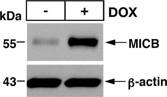 MUC1-C suppresses MICB expression. (A and B) RKO/tet-MUC1shRNA (A) and COLO 201/tet-MUC1shRNA (B) cells treated with vehicle or DOX for 7 days were analyzed for MICB mRNA levels by qRT-PCR (left). The results (mean+/-SD of four determinations) are expressed as relative mRNA levels compared with that obtained for vehicle-treated cells (assigned a value of 1) (left). Lysates were immunoblotted with antibodies against the indicated proteins (right). (C and D) RKO/tet-MUC1shRNA (C) and COLO 201/tet-MUC1shRNA (D) cells treated with vehicle or DOX for 7 days were analyzed for cell surface MICB expression by flow cytometry (left). Geometric MFI values for each histogram are indicated in the table (right). (E.) BT-549/tet-MUC1shRNA cells treated with vehicle or DOX for 7 days were analyzed for MICB mRNA levels by qRT-PCR (left). The results (mean+/-SD of four determinations) are expressed as relative mRNA levels compared with that obtained for vehicle-treated cells (assigned a value of 1) (left). Lysates were immunoblotted with antibodies against the indicated proteins (right). (F–H) BT-549/tet-MUC1shRNA (F), H1975/tet-MUC1shRNA (G) and DU145/tet-MUC1shRNA (H) cells treated with vehicle or DOX for 7 days were analyzed for cell surface MICB expression by flow cytometry. MICB, MHC class I chain-related polypeptide B. Image collected and cropped by CiteAb from the following open publication (//pubmed.ncbi.nlm.nih.gov/36754452), licensed under a CC-BY license. Not internally tested by Novus Biologicals.