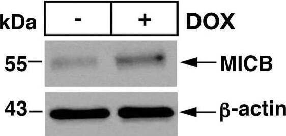 MUC1-C suppresses MICB expression. (A and B) RKO/tet-MUC1shRNA (A) and COLO 201/tet-MUC1shRNA (B) cells treated with vehicle or DOX for 7 days were analyzed for MICB mRNA levels by qRT-PCR (left). The results (mean+/-SD of four determinations) are expressed as relative mRNA levels compared with that obtained for vehicle-treated cells (assigned a value of 1) (left). Lysates were immunoblotted with antibodies against the indicated proteins (right). (C and D) RKO/tet-MUC1shRNA (C) and COLO 201/tet-MUC1shRNA (D) cells treated with vehicle or DOX for 7 days were analyzed for cell surface MICB expression by flow cytometry (left). Geometric MFI values for each histogram are indicated in the table (right). (E.) BT-549/tet-MUC1shRNA cells treated with vehicle or DOX for 7 days were analyzed for MICB mRNA levels by qRT-PCR (left). The results (mean+/-SD of four determinations) are expressed as relative mRNA levels compared with that obtained for vehicle-treated cells (assigned a value of 1) (left). Lysates were immunoblotted with antibodies against the indicated proteins (right). (F–H) BT-549/tet-MUC1shRNA (F), H1975/tet-MUC1shRNA (G) and DU145/tet-MUC1shRNA (H) cells treated with vehicle or DOX for 7 days were analyzed for cell surface MICB expression by flow cytometry. MICB, MHC class I chain-related polypeptide B. Image collected and cropped by CiteAb from the following open publication (//pubmed.ncbi.nlm.nih.gov/36754452), licensed under a CC-BY license. Not internally tested by Novus Biologicals.