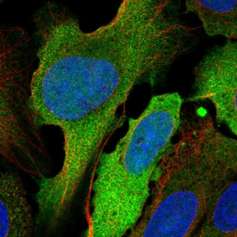 Staining of human cell line U-2 OS shows localization to plasma membrane & cytosol.